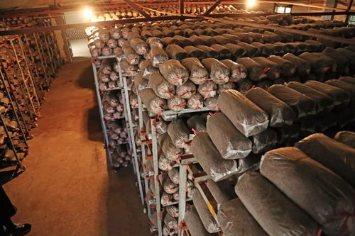 振興鄉(xiāng)村，呼喚青春力量 為江陰新農(nóng)人打call