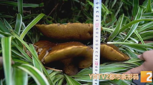 花臺驚現(xiàn)15公斤巨型牛肝菌，食用菌菌種進出口迎來新機遇