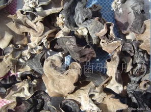 木耳菌種與食用菌菌種的國際貿易 機遇、挑戰(zhàn)與規(guī)范路徑