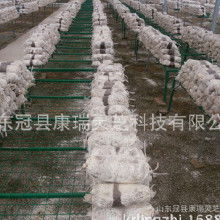 食用菌菌種產業鏈探析 加工價格、批發市場、廠家與進出口貿易